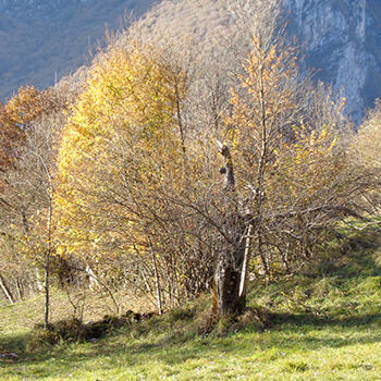 Antonia Varnier Antonia Varnier